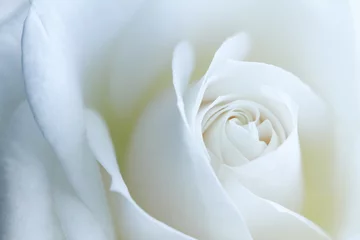 Photo sur Plexiglas Roses rose blanche