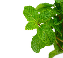 mint leaf