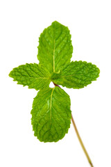 Fototapeta na wymiar mint leaf
