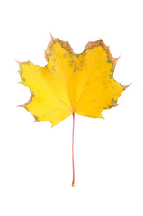 Yellow autumn leaf