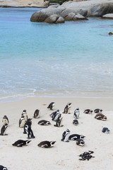 Boulders Beach, Penguin Colonies, Cape Town,South Africa.