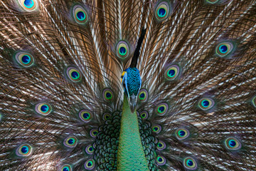 Obraz premium Peacock peafowl with his tail feathers