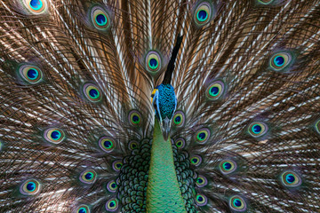 Peacock peafowl with his tail feathers
