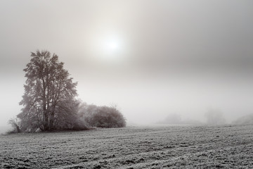 Obraz na płótnie Canvas sunny frozen misty landscape