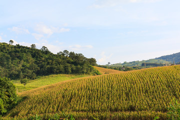 Fototapeta na wymiar sweet corn field