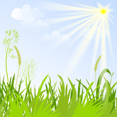 Fototapeta na wymiar background of grass, sun and sky
