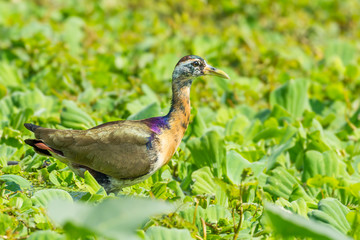 Young Bronze-winged Jacana stair at us