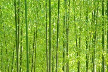 Fototapeta premium Zielony bambusowy las