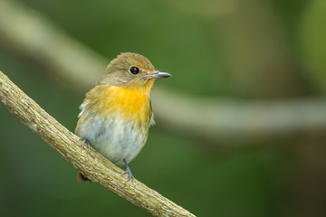 Female Hill Blue Flycatcher (Cyornis banyumas) in nature