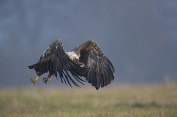 pygargue à queue blanche