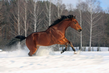 Speed gallop in snowfield, Russia