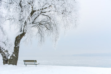 Icy Tree on an Icy Lake III