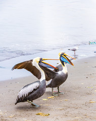 Pelicans on Ballestas Islands,Peru  South America