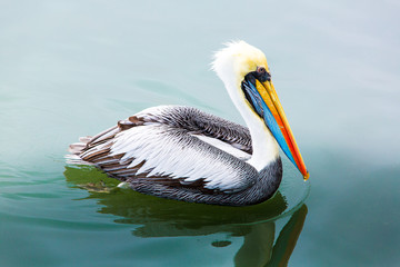Pelicans on Ballestas Islands,Peru  South America in Paracas
