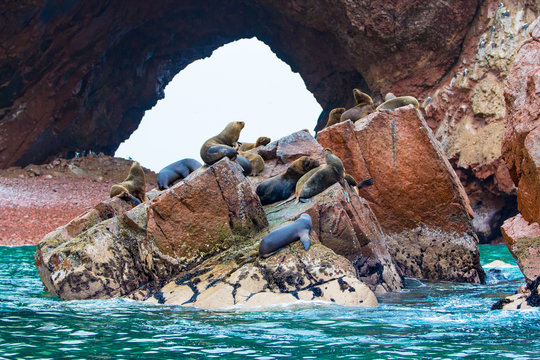South American Sea lions relaxing on rocks of Ballestas