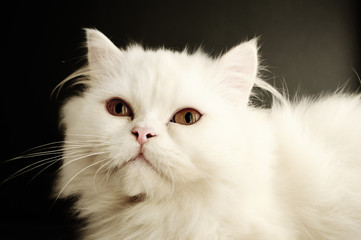 Fototapeta premium White Persian kitten