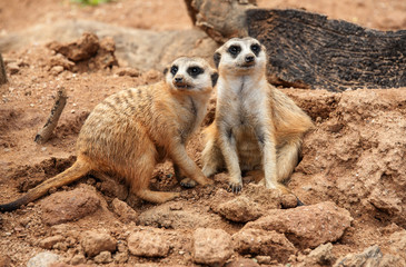 meerkat