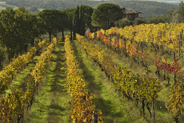 Fototapeta na wymiar Toscana Landschaft Italien Weinlandschaft