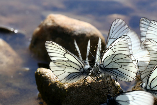 beautiful butterfly on the rocks near the water, nature, spring