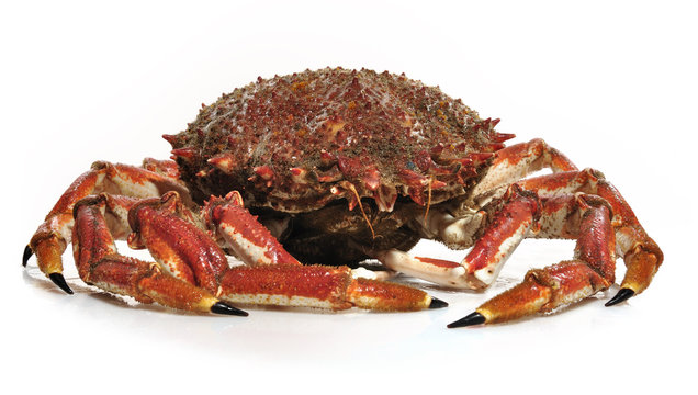 Centolla viva