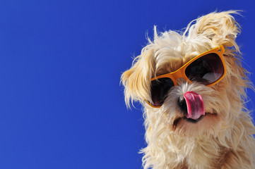 Hund mit Sonnenbrille