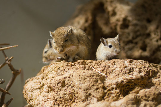 Desmarest's Hutia, Cuban Hutia (Capromys pilorides)