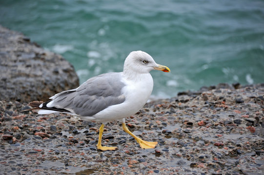 Big seagull on shore in Odessa, Ukraine