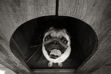Funny pug dog in the dog house