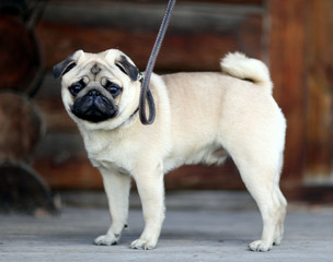 pug dog