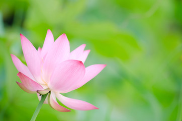 Lotus flower