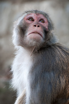 Macaque male portrait  in Nepal temple having fun