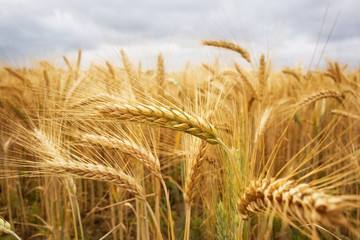 wheat field