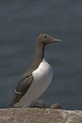 Guillemot, Uria aalge