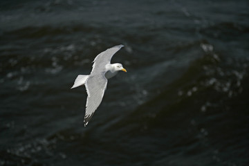 Herring gull, Larus argentatus