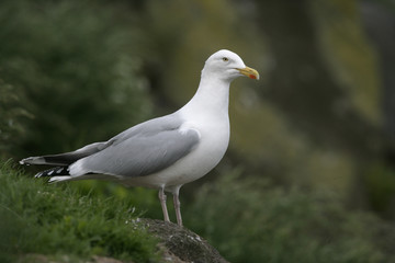 Herring gull, Larus argentatus