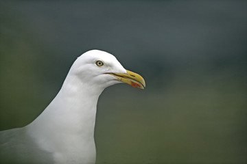 Herring gull, Larus argentatus