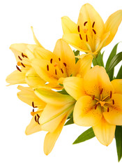 Obraz premium Beautiful orange lilies, isolated on white