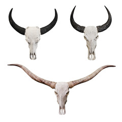 Fototapeta premium Skull of ox, cow or bulls head