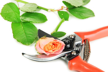 Garden secateurs and rose isolated on white
