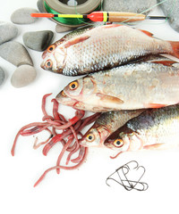 Fishes and fishing tools isolated on white