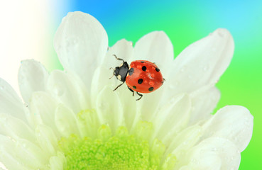 Beautiful ladybird  on flower, close up