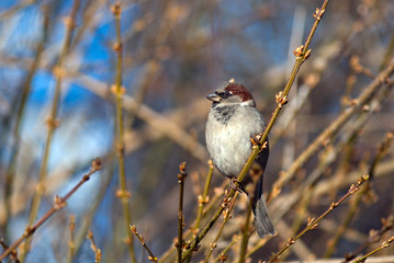 Sparrow sitting on a tree branch in winter park, Kyiv