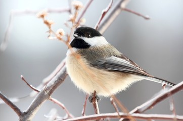 petite mésange © karlumbriaco