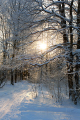 cold winter forest landscape snow