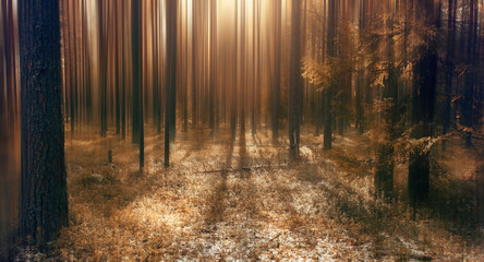 Fototapeta na wymiar abstract blurred autumn landscape