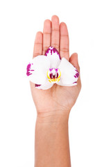 Black African American woman hand holding an orchid flower