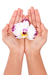 Black African American woman hand holding an orchid flower