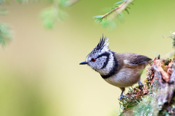 Crested Tit