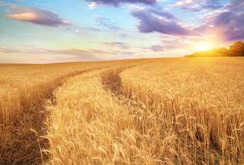 Meadow of wheat. Beautiful landscape.