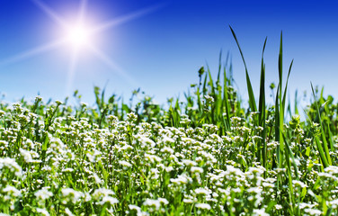 Obraz na płótnie Canvas Green meadow and sun